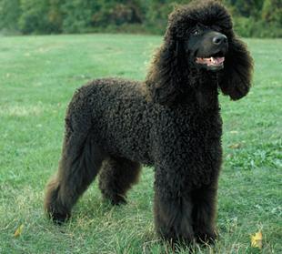 Irish Water Spaniel — 5