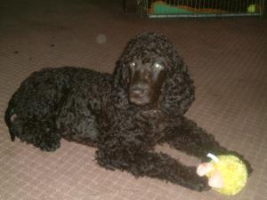 Irish Water Spaniel — 6