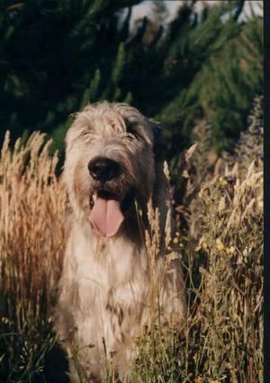 Irish Wolfhound — 1
