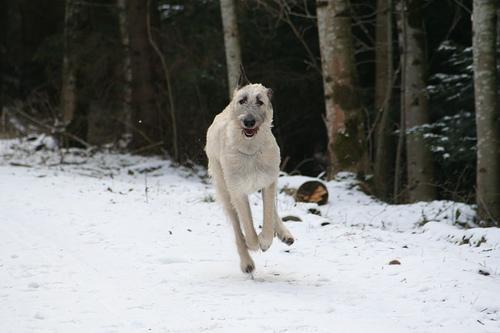 Irish Wolfhound — 2