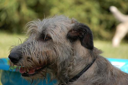 Irish Wolfhound — 3