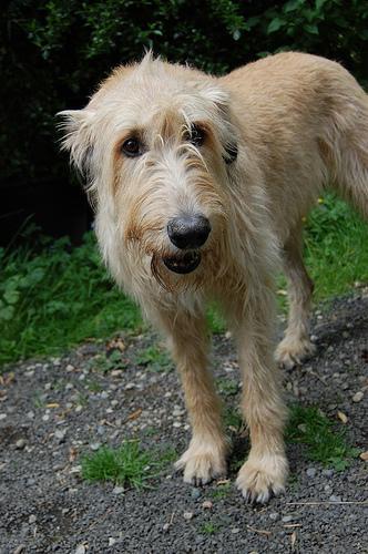 Irish Wolfhound — 4