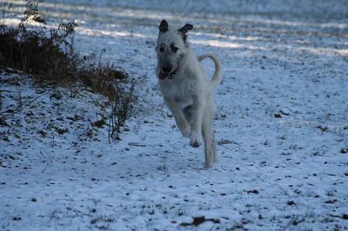 Irish Wolfhound — 5