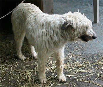 Irish Wolfhound — 6