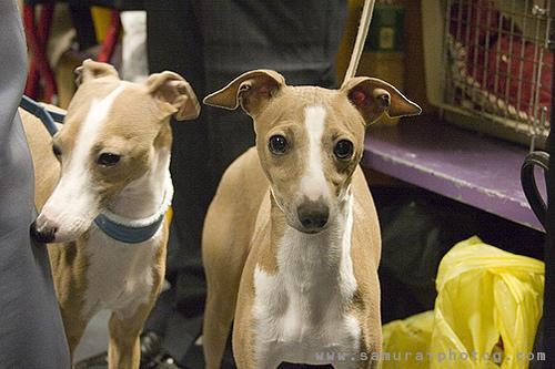 Italian Greyhound — 1