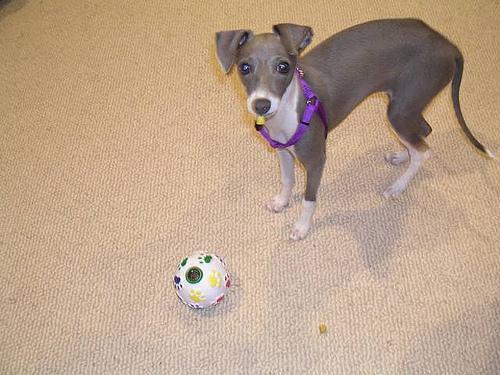 Italian Greyhound — 2