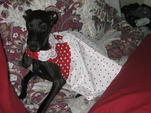 Italian Greyhound — 3