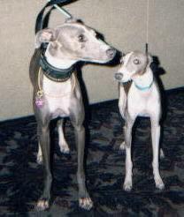 Italian Greyhound — 4