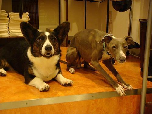Italian Greyhound — 5