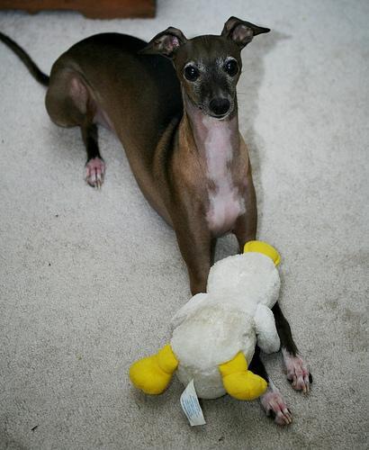 Italian Greyhound — 6