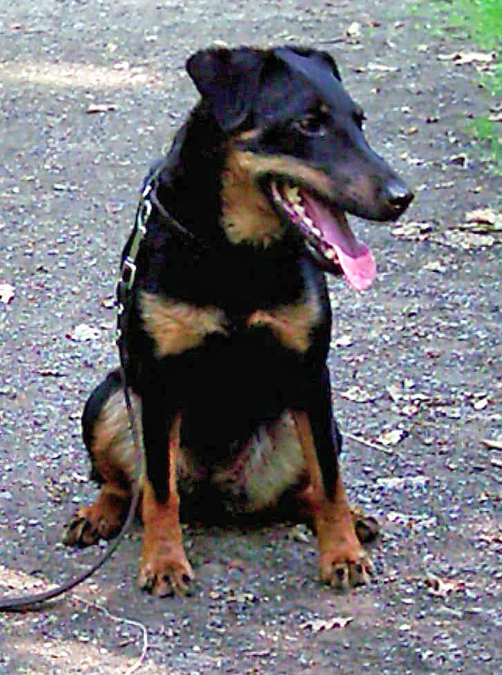 Jagdterrier — 1