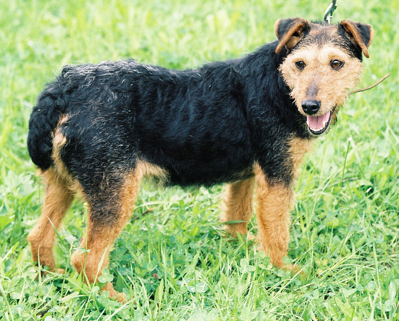 Jagdterrier — 2