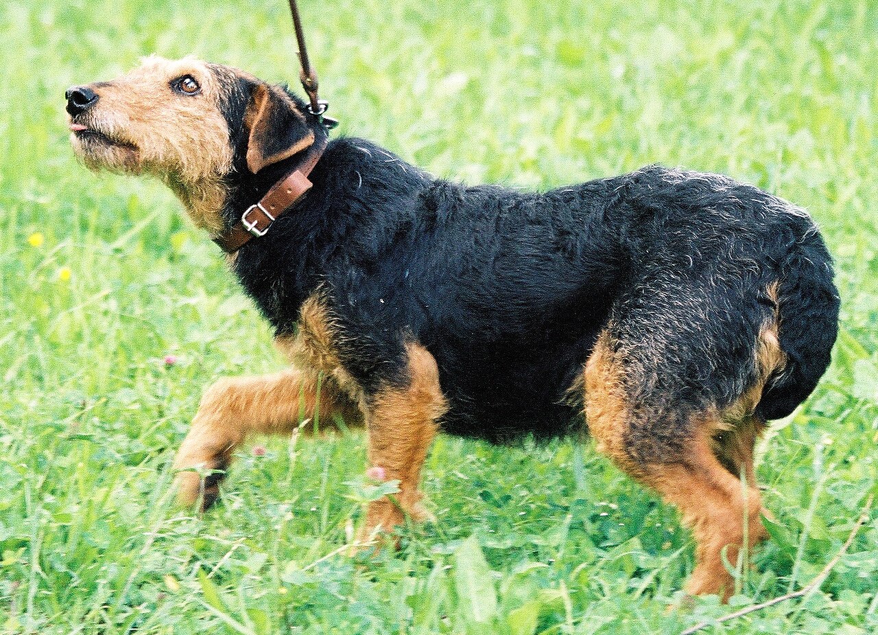 Jagdterrier — 3