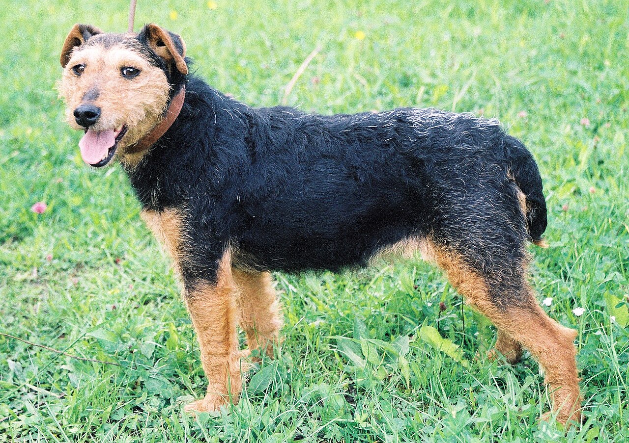 Jagdterrier — 4