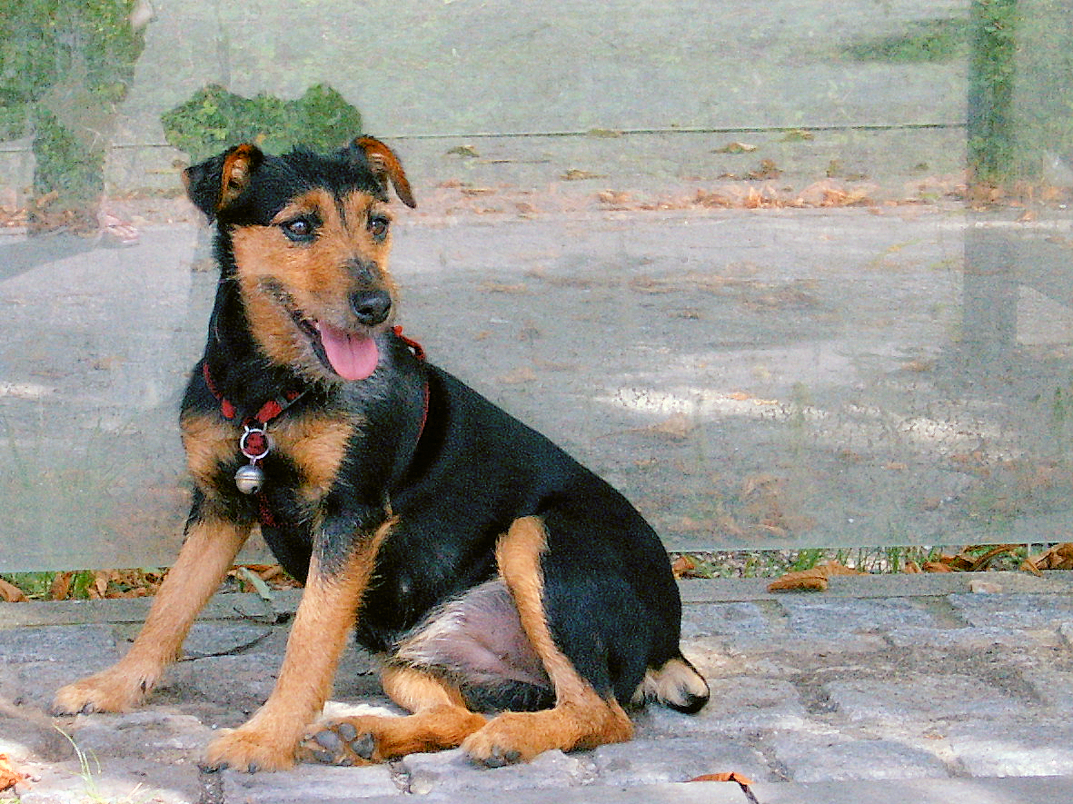 Jagdterrier — 6