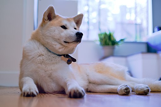 Japanese Akitainu — 3