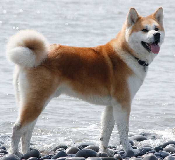 Japanese Akitainu — 4