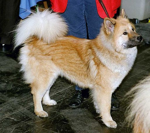 Japanese Akitainu — 5