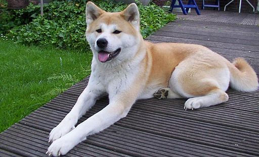 Japanese Akitainu — 6