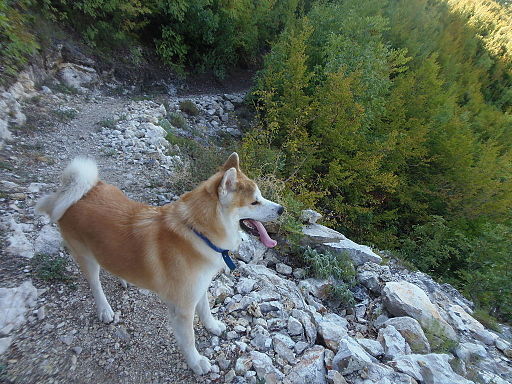 Japanese Akitainu
