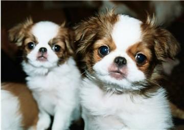 Japanese Chin — 1