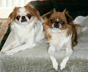 Japanese Chin — 2