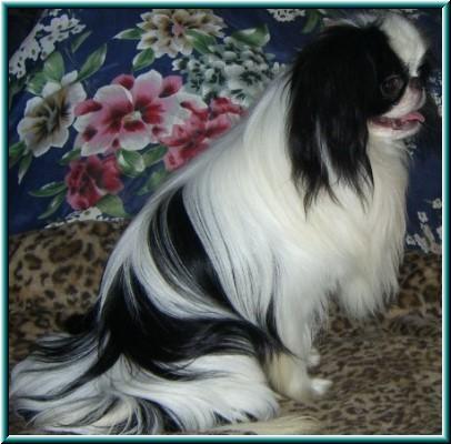 Japanese Chin — 3