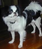 Japanese Chin — 4