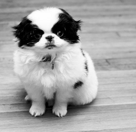 Japanese Chin — 5