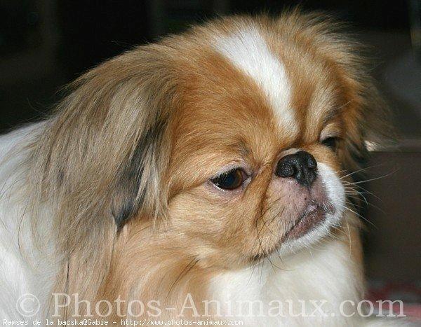 Japanese Chin — 6