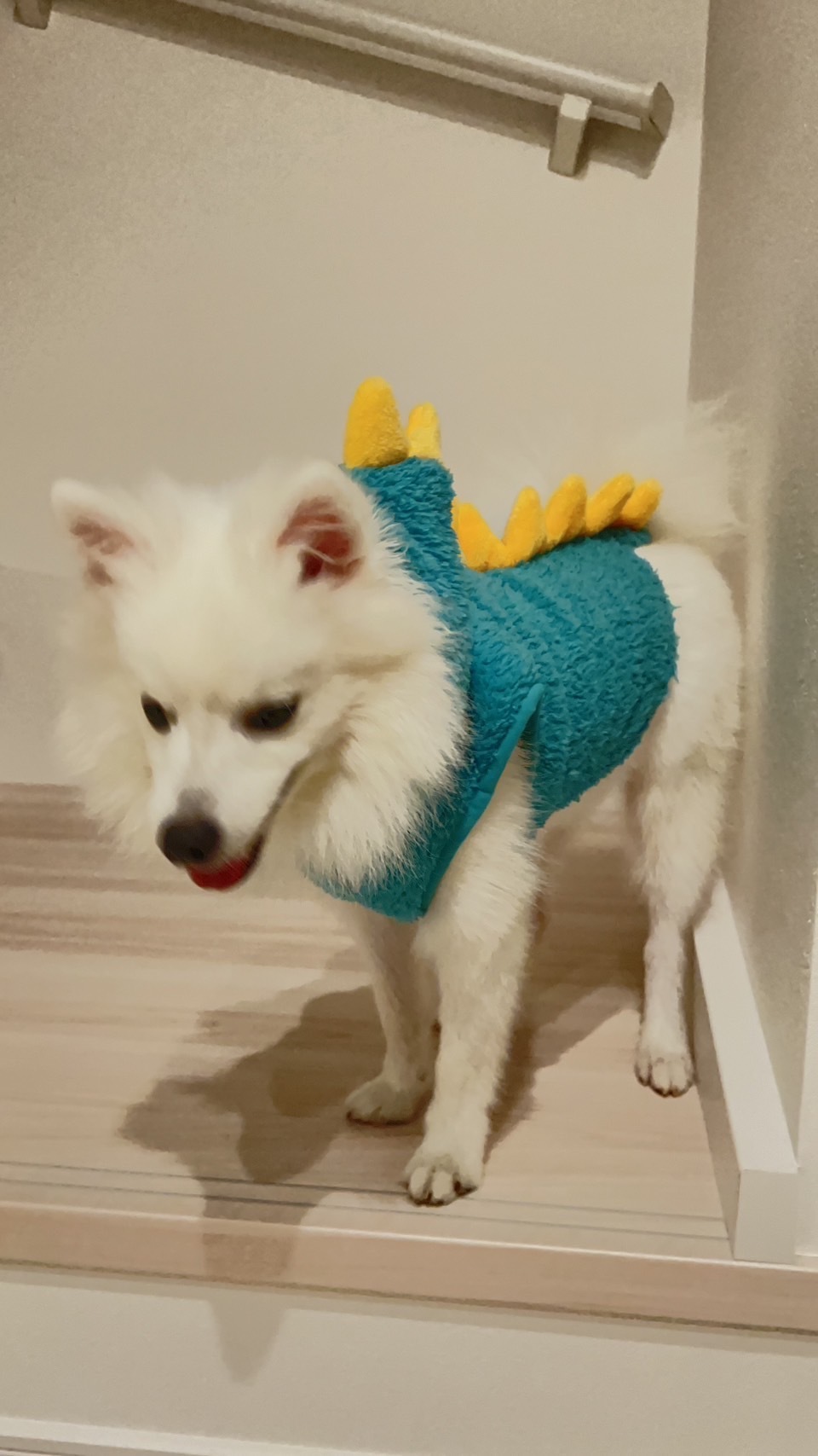 Japanese Spitz — 1