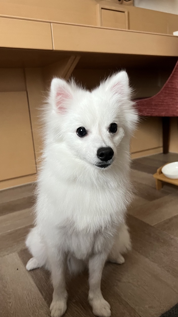 Japanese Spitz — 2