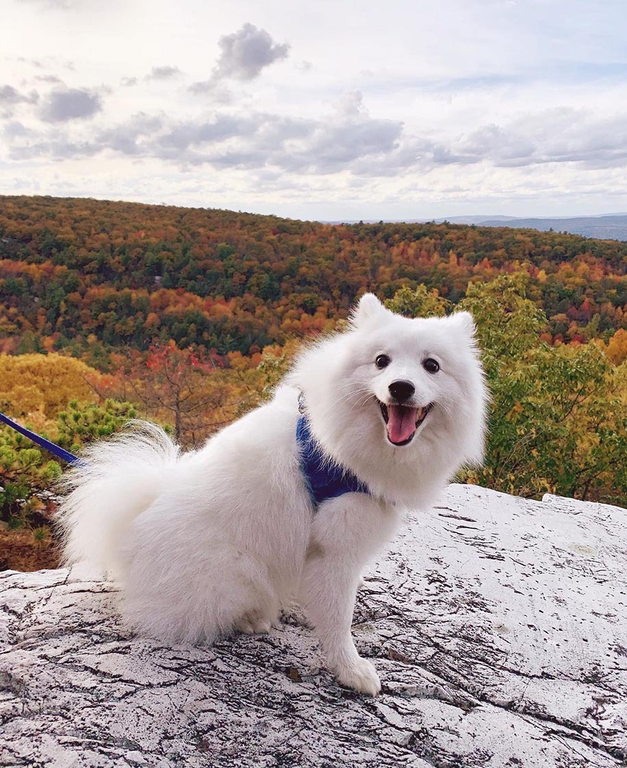 Japanese Spitz — 3