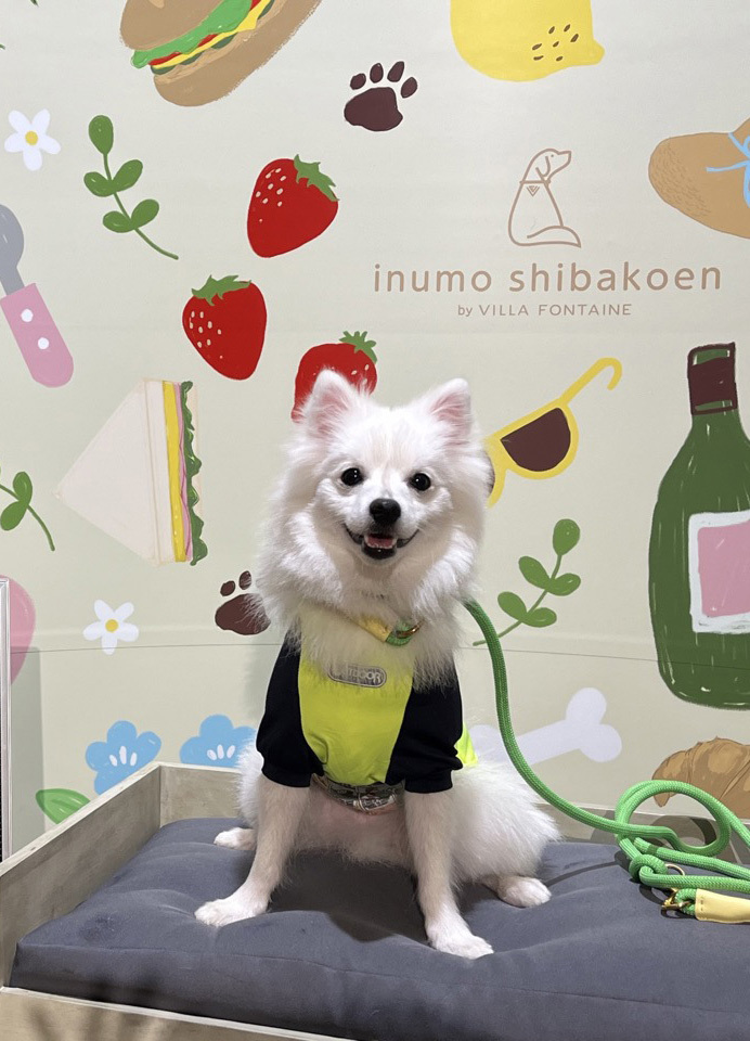 Japanese Spitz — 4