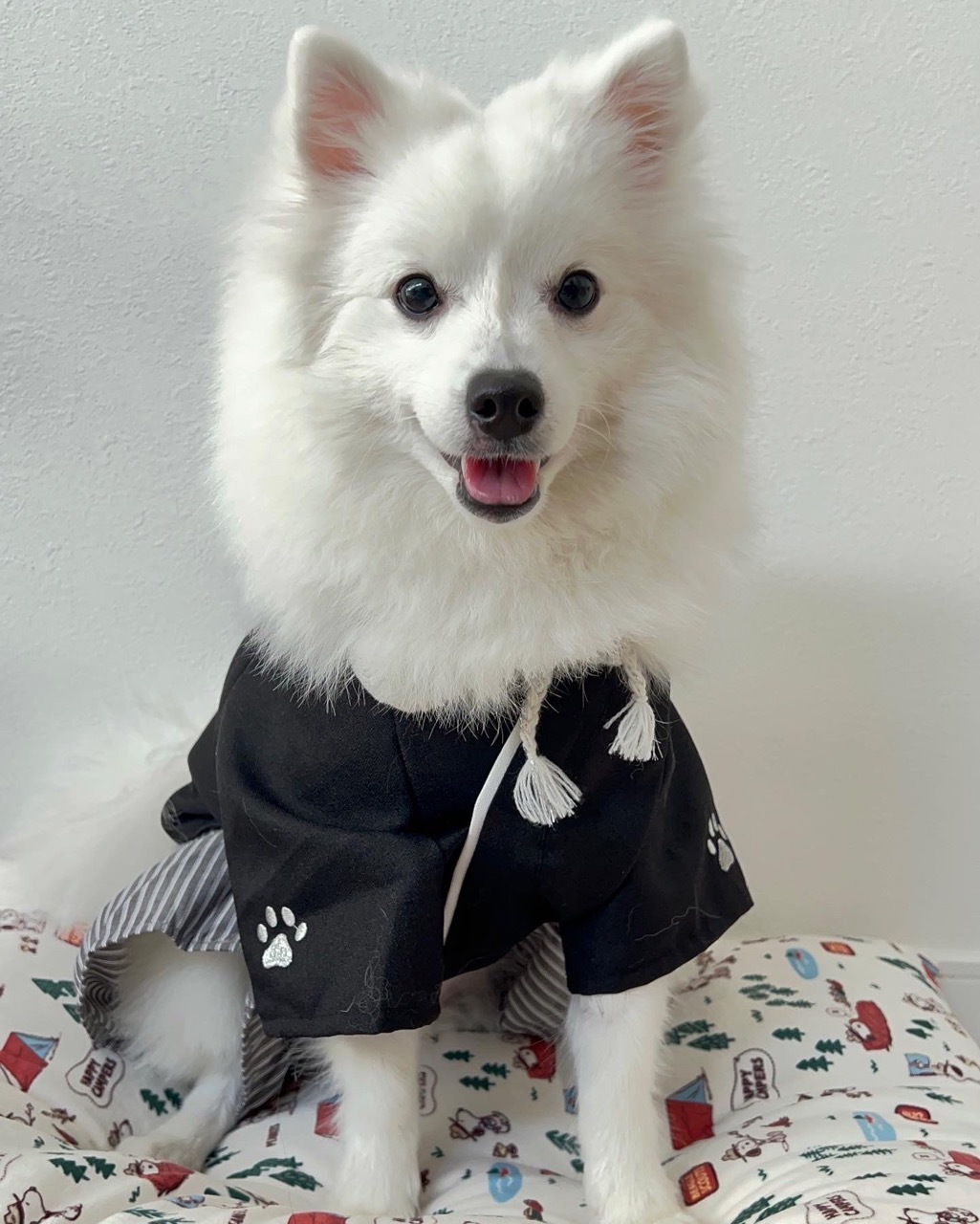 Japanese Spitz — 5