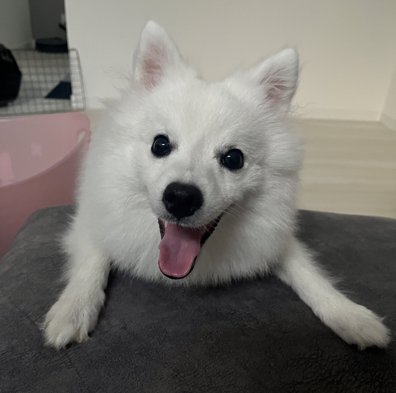 Japanese Spitz — 6