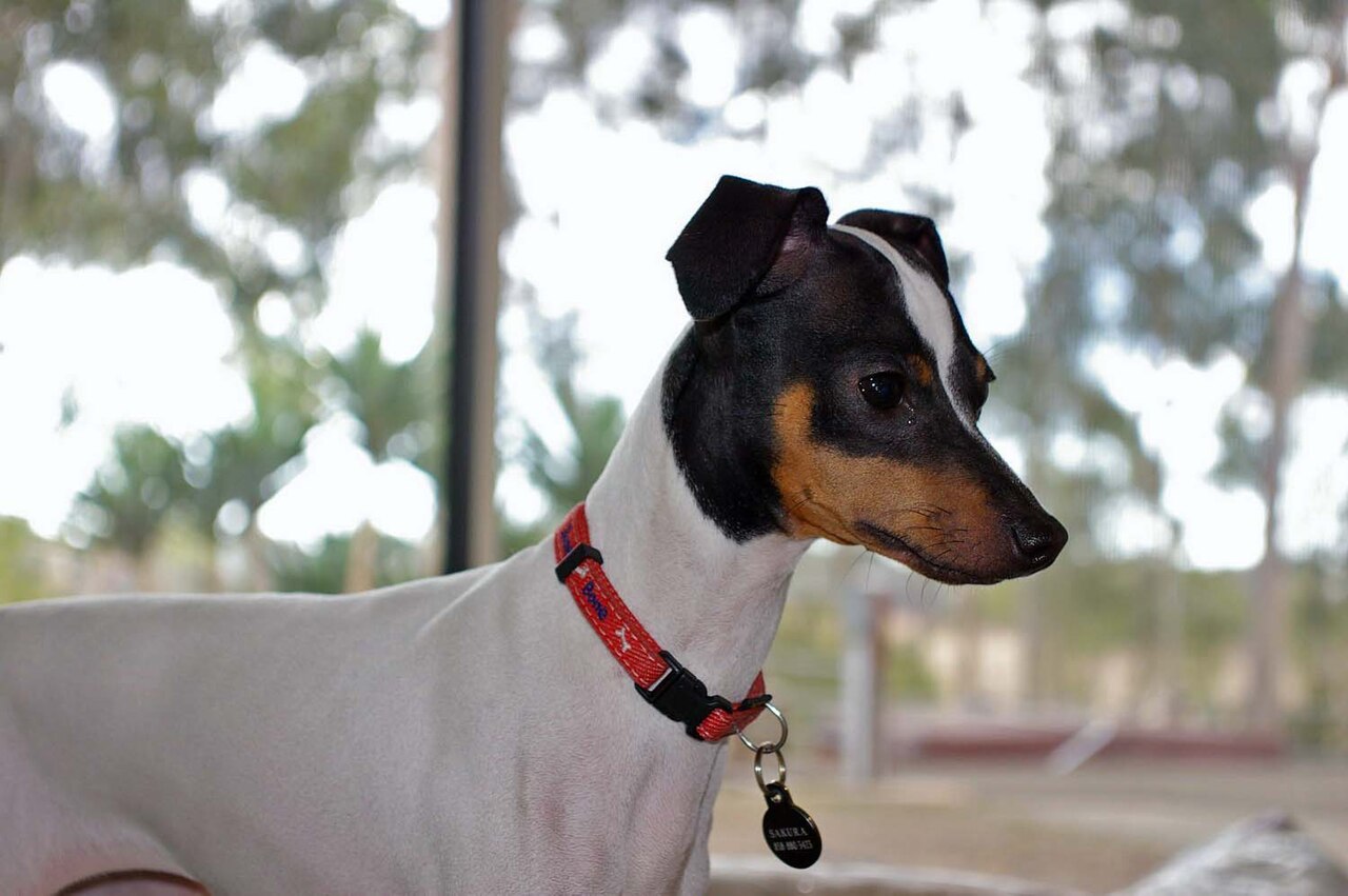 Japanese Terrier — 2