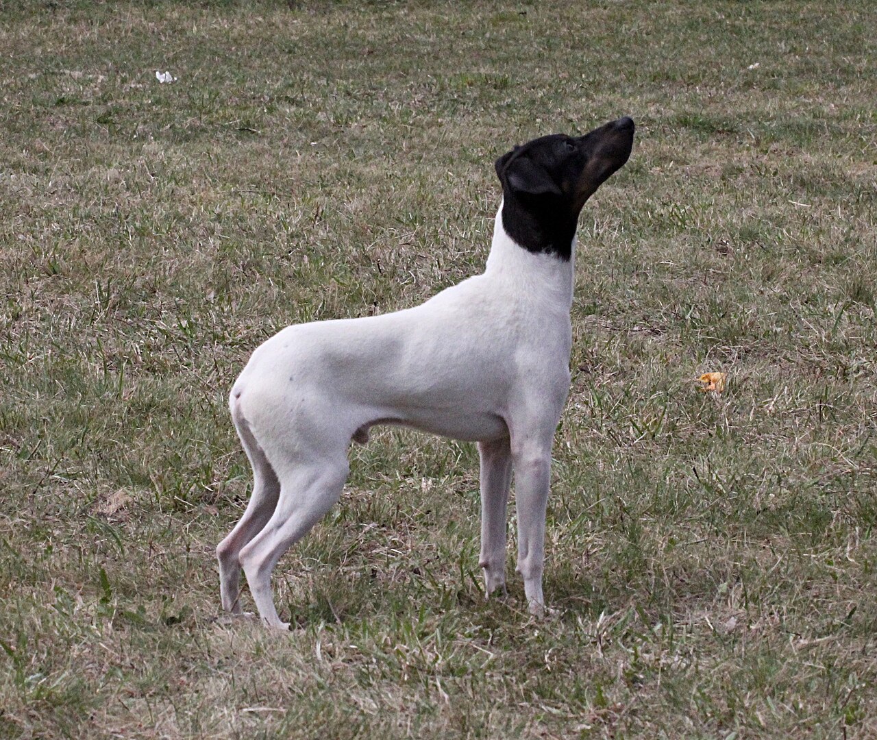Japanese Terrier — 3
