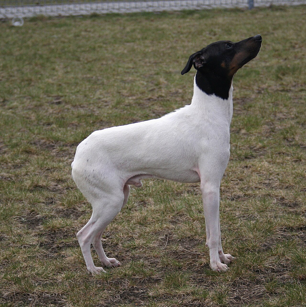 Japanese Terrier — 4