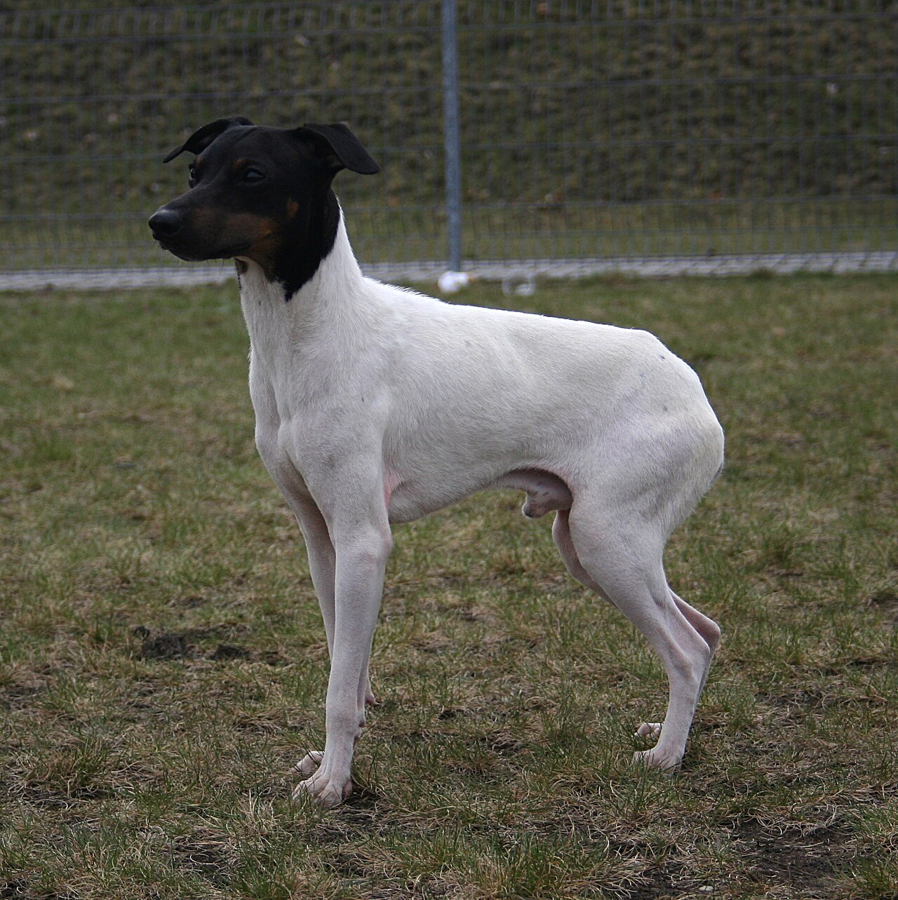 Japanese Terrier — 5