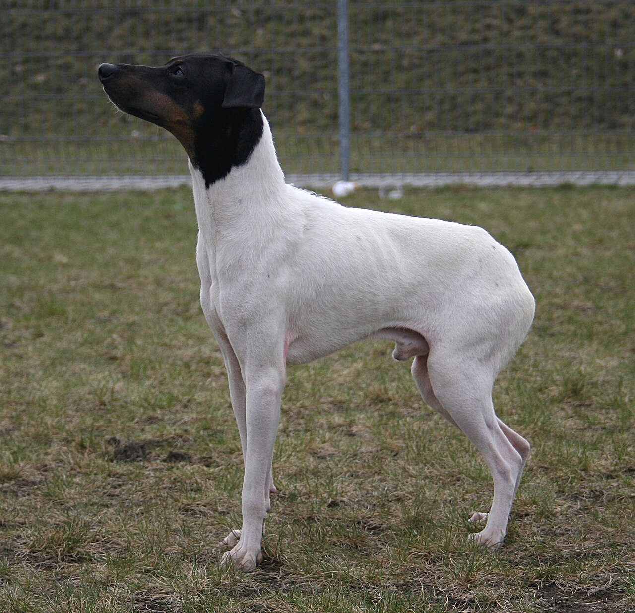 Japanese Terrier — 6