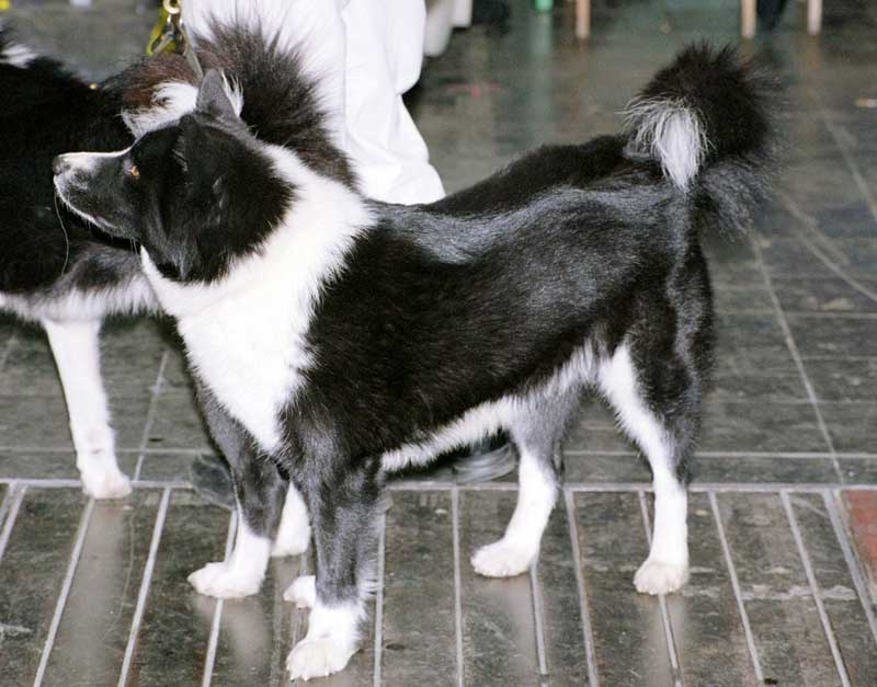 Karelian Bear Dog — 1