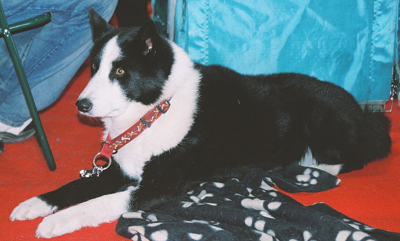 Karelian Bear Dog — 2