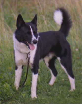 Karelian Bear Dog — 3