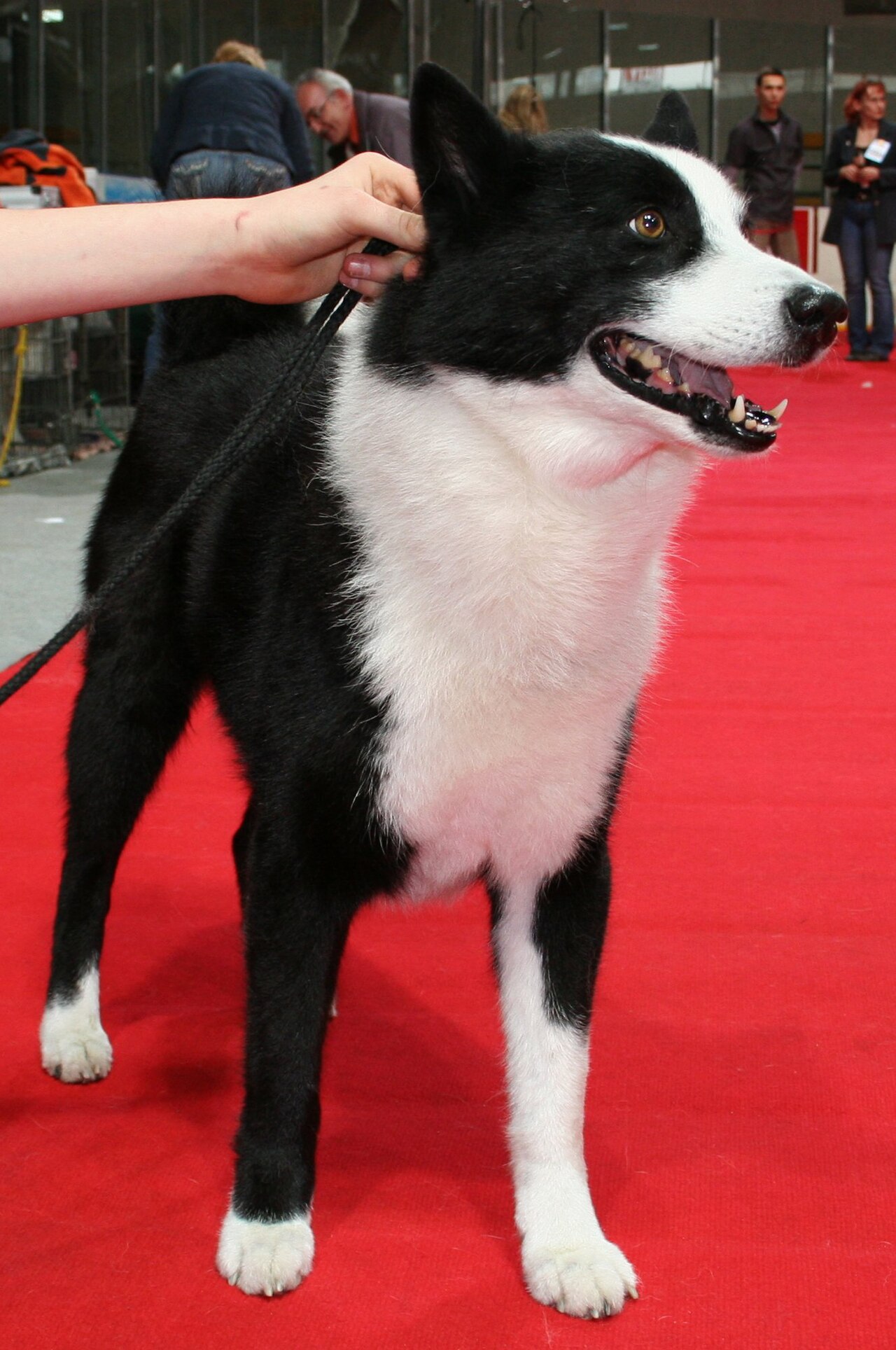 Karelian Bear Dog — 4