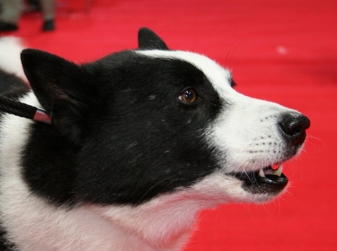 Karelian Bear Dog — 5