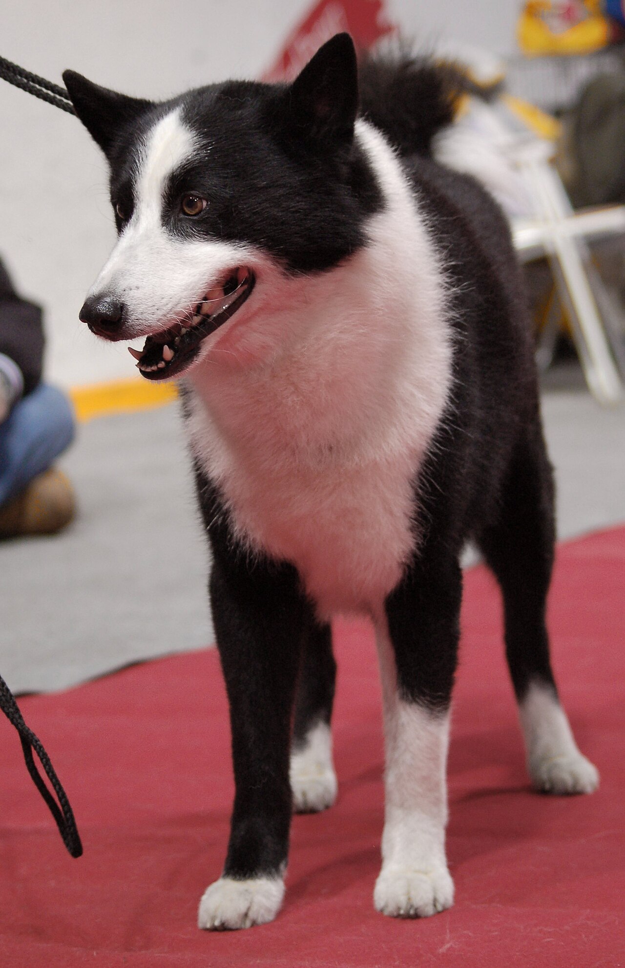 Karelian Bear Dog — 6