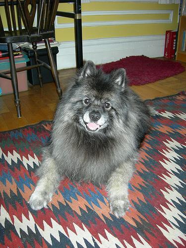 Keeshond — 1