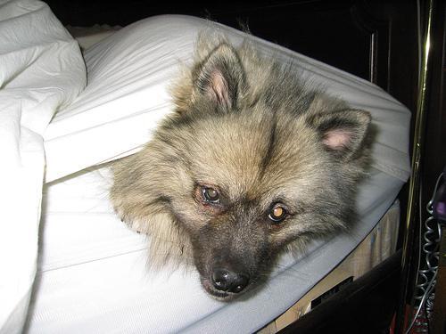 Keeshond — 2