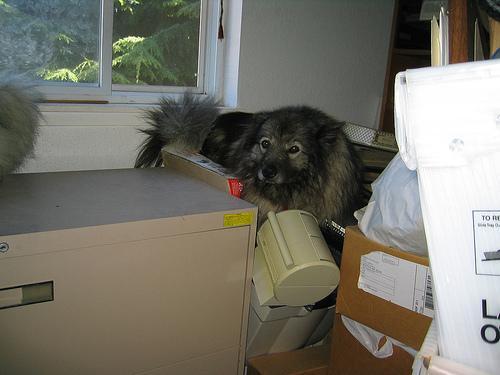 Keeshond — 3